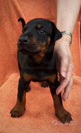 Dobermann cuccioli selezionati 