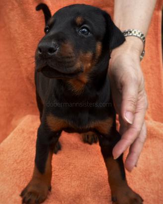Dobermann cuccioli selezionati 
