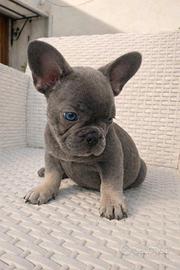Cuccioli bulldog francese exotic