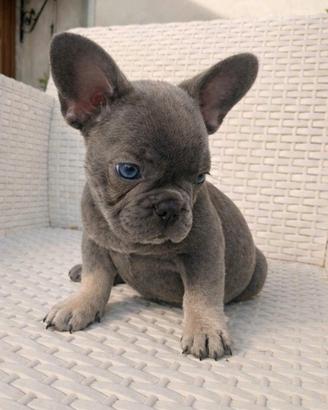Cuccioli bulldog francese exotic