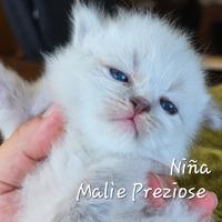 Cuccioli siberiano neva masquerade