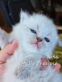 Cuccioli siberiano neva masquerade