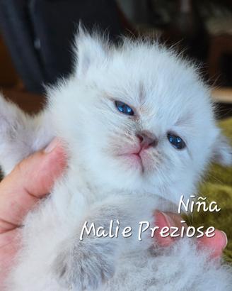 Cuccioli siberiano neva masquerade