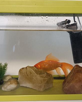 acquario 40 x 20 x 25 cm