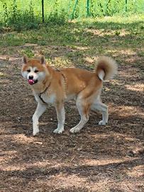 Akita Inu Giapponese