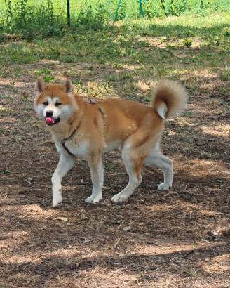 Akita Inu Giapponese