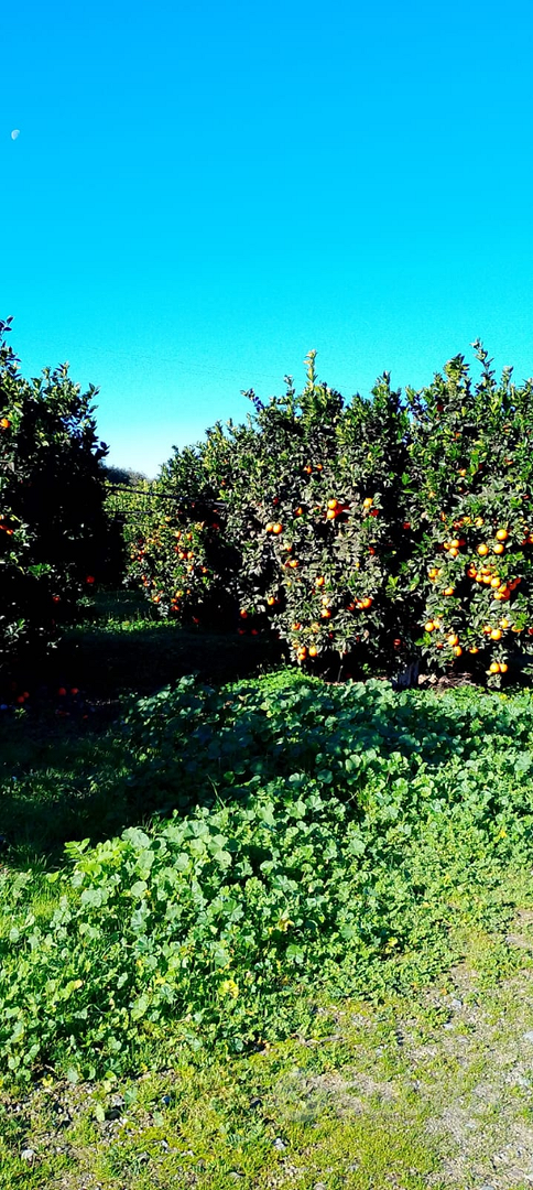 Terreno con arance e olive - Vista 5