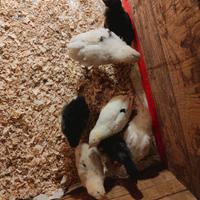 Pulcini cemani oliver egg e marans