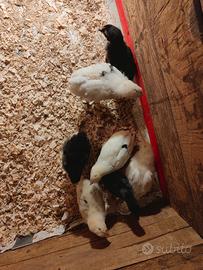 Pulcini cemani oliver egg e marans