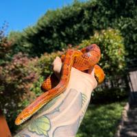 Pitone regius, Elaphe guttata