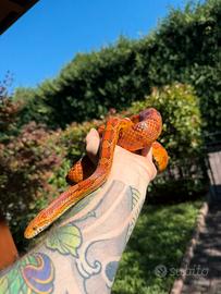 Pitone regius, Elaphe guttata