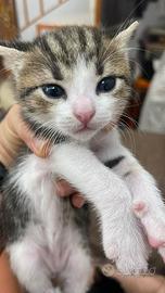 1 GATTINO mascho già svezzato