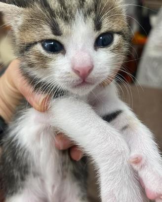 1 GATTINO mascho già svezzato
