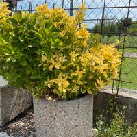 Fioriere in cemento