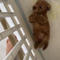 Barboncina toy femmina