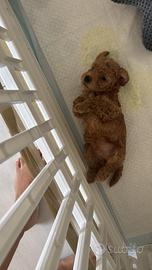 Barboncina toy femmina