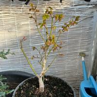 Acero palmato Summer Gold