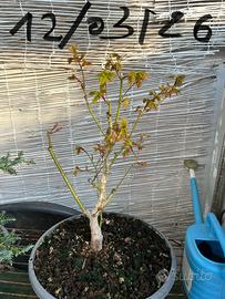 Acero palmato Summer Gold