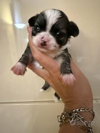 Chihuahua