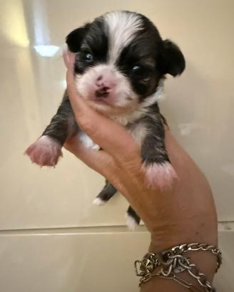 Chihuahua
