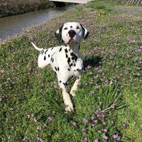 Dalmata maschio disponibile per monta