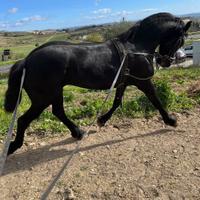 Cavallo puledro Frisone