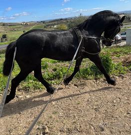 Cavallo puledro Frisone