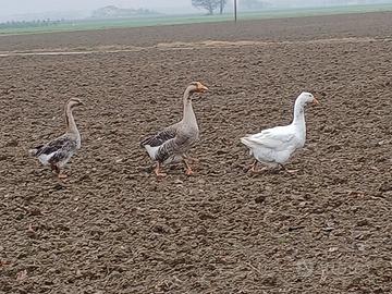 3 bellissime oche
