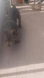 American bully maschio