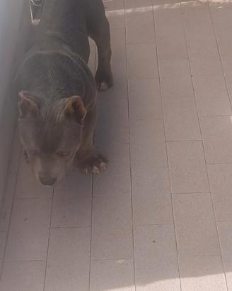 American bully maschio