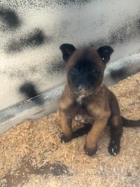 Cuccioli di pastore brlga malinois