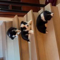 Cuccioli maschi di Border Collie con pedigree Pisa