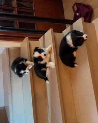 Cuccioli maschi di Border Collie con pedigree Pisa