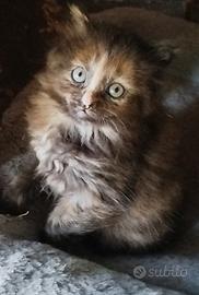 Cucciola simil siberiano femmina