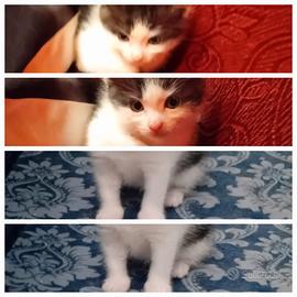 Meraviglios gattini inc siberiano
