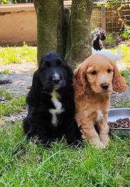 Cocker spaniel cuccioli
