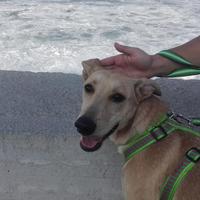 Adozione cucciolone sfortunato