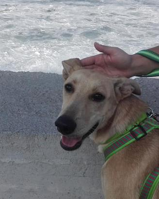 Adozione cucciolone sfortunato