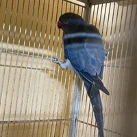 Parrocchetto dal collare