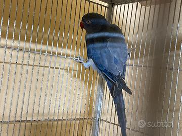 Parrocchetto dal collare