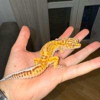 Geco Leopardino