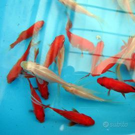 Pesci rossi Cometa