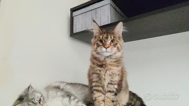 Ultima cucciola Maine coon XXL Brown