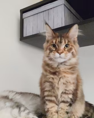 Ultima cucciola Maine coon XXL Brown