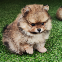 Cucciolo di spitz nano