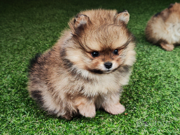 Cucciolo di spitz nano