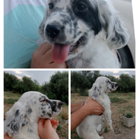 Cuccioli setter inglese