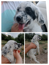 Cuccioli setter inglese