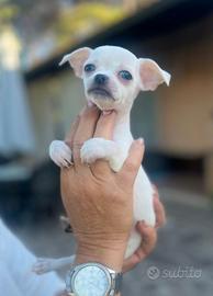 Chihuahua