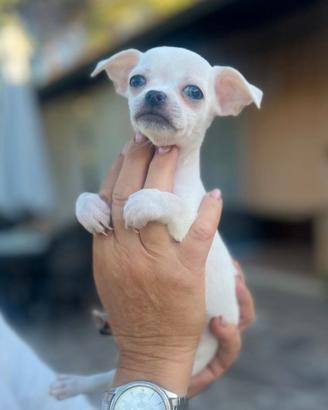 Chihuahua